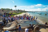 Lai dắt thi thể cá voi 15 tấn vào đất liền