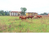 Hà Tĩnh: Trường học thành nơi... thả bò