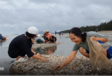 Khoảng 5 tấn sò lông dạt vào bờ, người dân Hà Tĩnh phấn khởi đi nhặt “lộc biển“