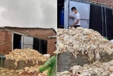 Thực hư thông tin 60.000 con vịt bị 'chết đuối' do mưa lũ ở Nghệ An