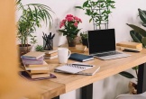 3 loại cây phong thủy hút may mắn thích hợp đặt trên bàn làm việc