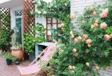 Cặp vợ chồng trẻ quyết mua nhà có sân thượng để làm vườn rau nhưng sau 4 năm lại biến thành khu vườn hoa rực rỡ sắc màu