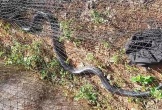 Sinh vật 'khủng' dài 3m lạc vào trường học Hà Tĩnh: Loài quý hiếm!
