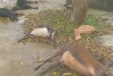 Đàn dê 11 con chết bất thường khi vào nghĩa địa ăn cỏ