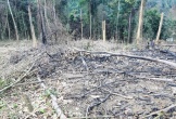 Hà Tĩnh: Bắt tạm giam kẻ hủy hoại rừng