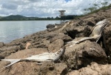 Vụ cá hồ Khe Lang chết bất thường: Nhiều thông số vượt quy chuẩn cho phép