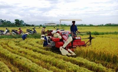 Thu hoạch lúa bằng máy gặt liên hợp ở xã Khánh Lộc.