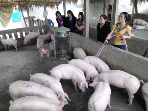 Chăn nuôi Lợn liên kết với doanh nghiệp ở xã Hương Điền