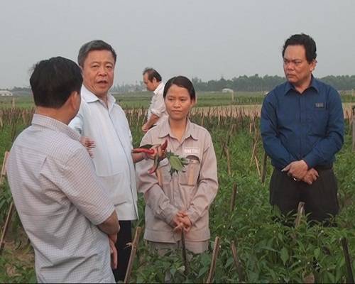                       Bí thư tỉnh ủy Võ Kim Cự  thăm mô hình Rau- Củ- Quả trên cát tại xã Xuân Thành