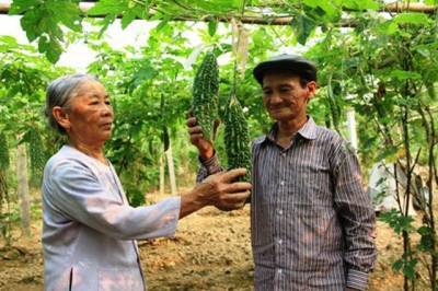 Gia đình ông Nguyễn Văn Trung ở thôn Tân An, xã Cẩm Bình, huyện Cẩm Xuyên chú trọng đầu tư phát triển kinh tế vườn cho thu nhập hàng trăm triệu đồng.