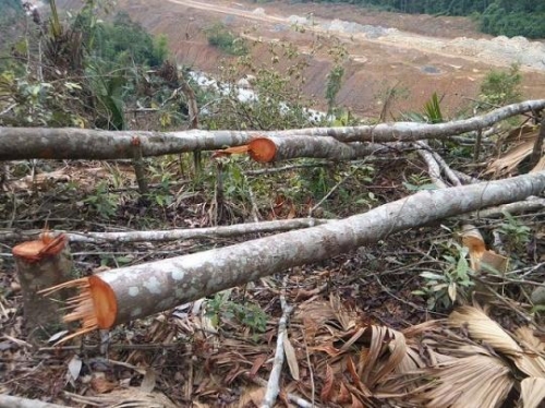 Gần 10ha rừng phòng hộ bị đốn hạ một cách không thương tiếc