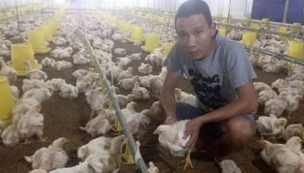  Trang trại gà trắng hơn 10.000 con được anh Hữu đầu tư theo mô hình khép kín hiện đại.