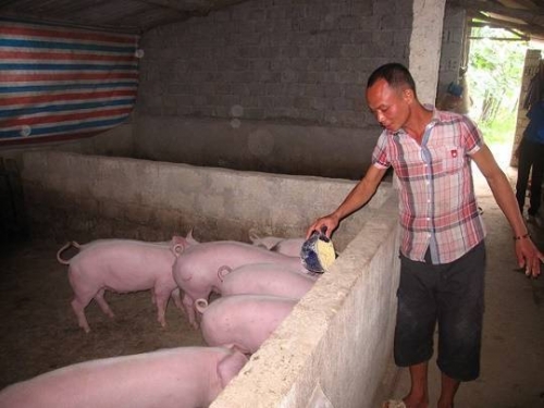 Hiếu cho lợn ăn