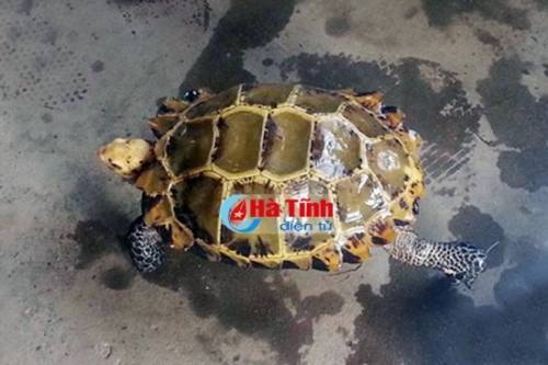 Rùa vàng quý hiếm nặng 3,3 kg vừa được phát hiện tại Hà Tĩnh. Ảnh: báo Hà Tĩnh