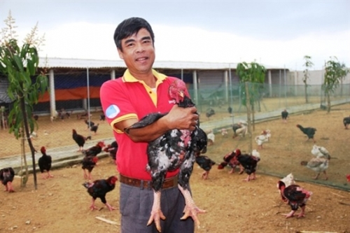 Trại trại gà đặc sản của ông Nguyễn Đức Minh... 
