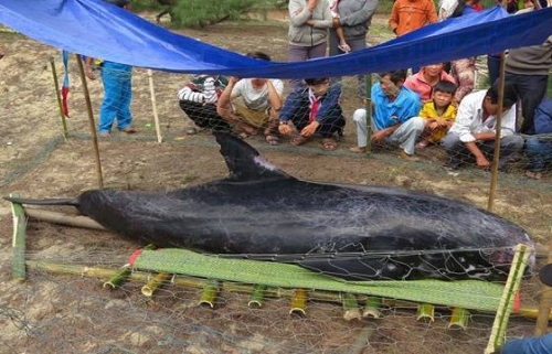 Cá voi hơn 300 kg dạt vào bờ biển, được ngư dân đưa vào nơi cao ráo - Ảnh: Hiển Cừ 