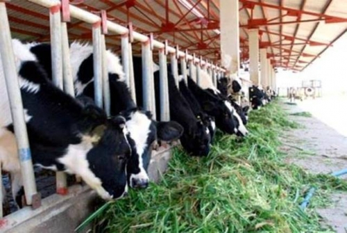 Trang trại bò của Công ty cổ phần chăn nuôi Bình Hà với dự án chăn nuôi bò giống, bò thịt tại xã Cẩm Quan, huyện Cẩm Xuyên (Hà Tĩnh). 