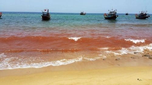 Nước biển đổi màu đỏ đục ở khu vực gần bờ. Ảnh: Tuổi trẻ