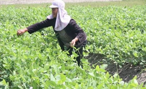 Bà Trần Thị Khưởng (xã Triệu Vân, huyện Triệu Phong) chuyển từ nghề biển sang trồng đậu xanh trên đất cát được 2 tháng, vườn đậu này sắp cho thu hoạch. Ảnh: Hưng Thơ. 