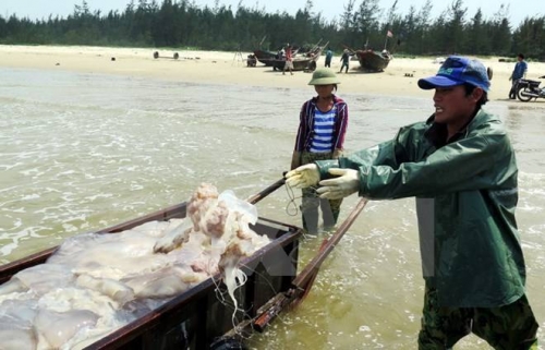 Ngư dân xã Kỳ Ninh, thị xã Kỳ Anh đánh bắt sứa trở về. (Ảnh: Công Tường/TTXVN) 