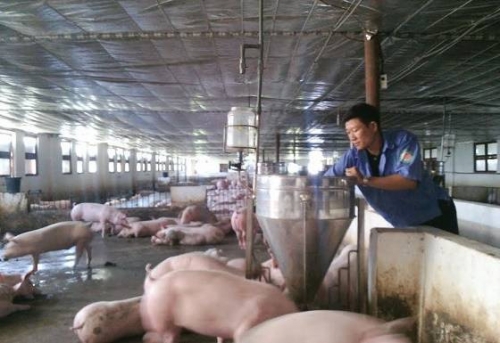 Mô hình chăn nuôi 1200 con lợn của anh Trần Quốc Nhật.