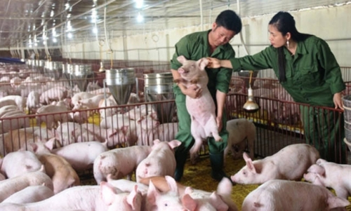  HTX chăn nuôi lợn nái của chị Hằng là mô hình điển hình phát triển kinh tế trong xây dựng NTM ở Hà Tĩnh