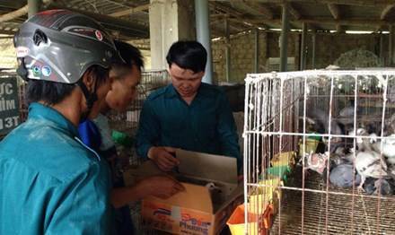 Trần Anh đang tư vấn cách nuôi chim bồ câu Pháp cho người dân trong huyện. 