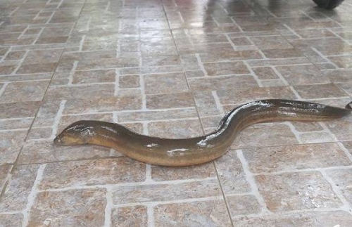  Con lươn này có chiều dài lên đến 1 mét