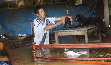 Lụt lên quá nhanh do thủy điện Hố Hô xả lũ khiến mọi tài sản của gia đình anh Sỹ ở xã Lộc Yên đều bị ướt. Ảnh: Trần Tuấn 