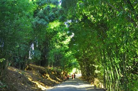 hình ảnh lũy tre xanh đã gắn liền với làng quê Việt Nam (ảnh minh họa từ Internet) 