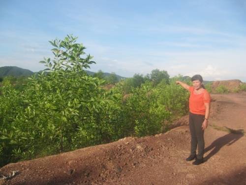 5,3ha đất lâm nghiệp vẫn được bà Sao quản lý trồng rừng. Ảnh: TQ