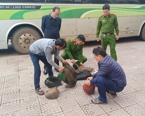 4 con tê tê sống có trọng lượng 18kg được vận chuyển trên xe khách mang BKS Lào.