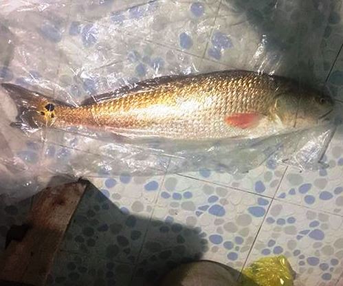 Ngư dân Bình Định bắt được cá nặng 4,5 kg nghi cá sủ vang đang được rao bán trên Facebook (ảnh FB: Yến Chiphi).