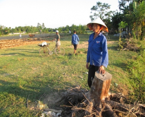 Gốc cây còn sót lại sau vụ “hủy hoại tài sản công dân” năm 2013