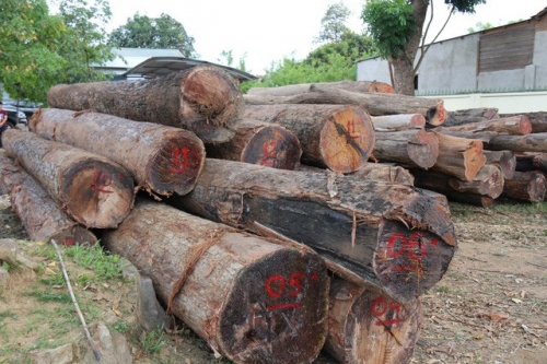Số lượng lớn gỗ trái phép được Phượng và Kiệt khai thác vận chuyển