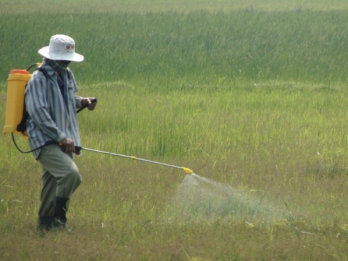 Việc lạm dụng thuốc trừ cỏ sẽ dễ gây ảnh hưởng môi trường trên diện rộng.