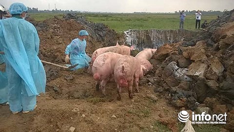 Dịch bệnh LMLM gia súc tại Hà Tĩnh đang diễn biến phức tạp, nguy cơ bùng phát diện rộng