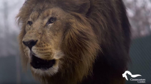 AP hôm 31-12 dẫn lời khu bảo tồn hạt Caswell xác nhận con sư tử đực tên Matthai đã bị bắn chết. Ảnh: YouTube