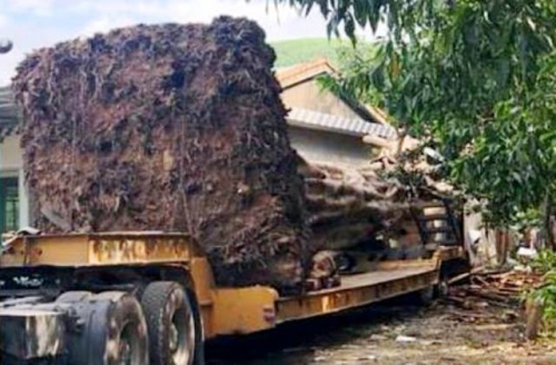 Cây đa sộp "quái thú" được vận chuyển trên xe bị bắt khi đi qua địa bàn tỉnh Thừa Thiên - Huế