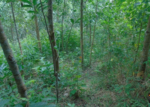 Khu rừng nơi người dân phát hiện các cá thể trên.