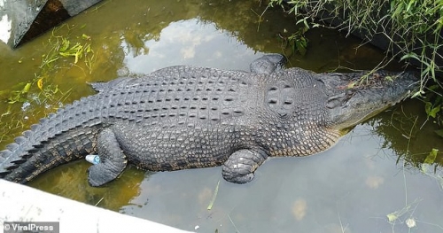 Cá sấu Merry dài hơn 5m (Ảnh: Viral Press)