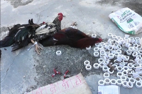 Tang vật vụ Công an An Giang bắt vụ đá gà vào ngày 5/01 trên địa bàn huyện Phú Tân