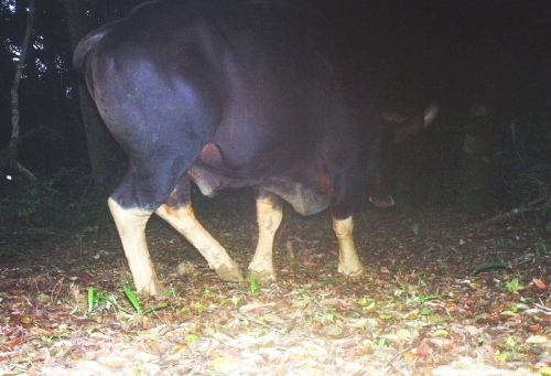 Một cá thể bò tót được bẫy ảnh chụp ở khu vực thượng nguồn khe Bang, huyện Lệ Thủy. (ảnh do Chương trình Việt Nature cung cấp)