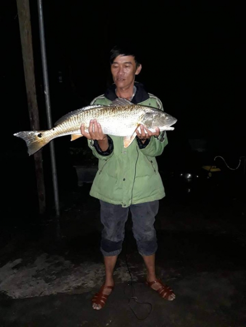 Ông Nguyễn Văn Ngọc với con cá câu được nghi là cá sủ vàng quý hiếm