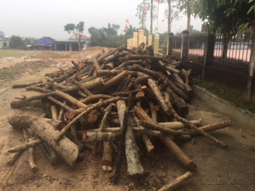 7m3 gỗ chính quyền thu được từ hai vụ khai thác gỗ trái phép.