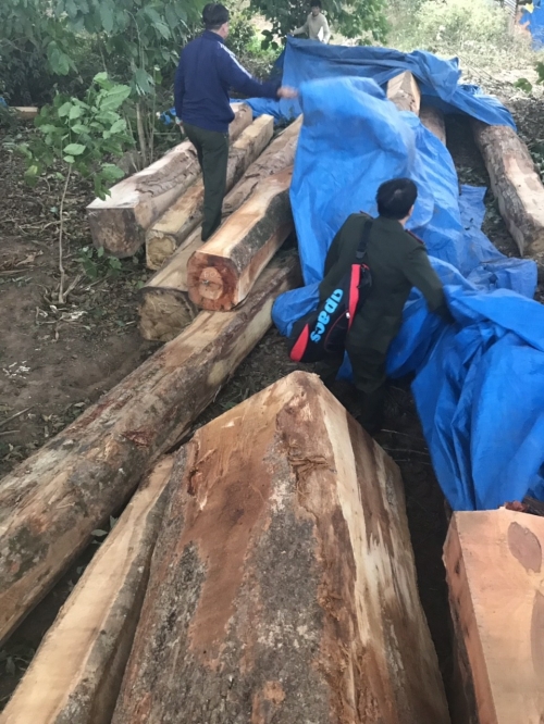 Lực lượng chức năng lập biên bản thu giữ gỗ tang vật.