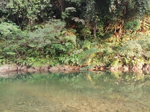Quần thể rừng tự nhiên tại xã Phú Gia, huyện Hương Khê