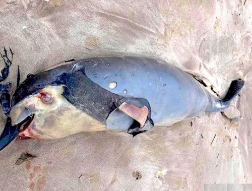 Xác cá voi chết trôi dạt vào bờ biển Nghệ An thuộc địa bàn xã Nghi Yên, huyện Nghi Lộc (Ảnh: Q.D)