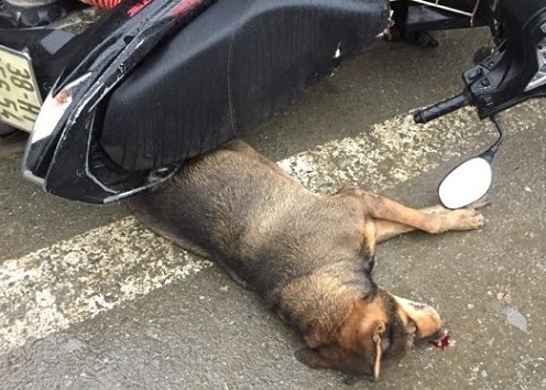 Con chó lạ chỉ bị chết khi bị xe máy đè.