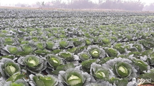 Vườn bắp cải đang vào độ thu hoạch của người dân xã Thạch Liên.